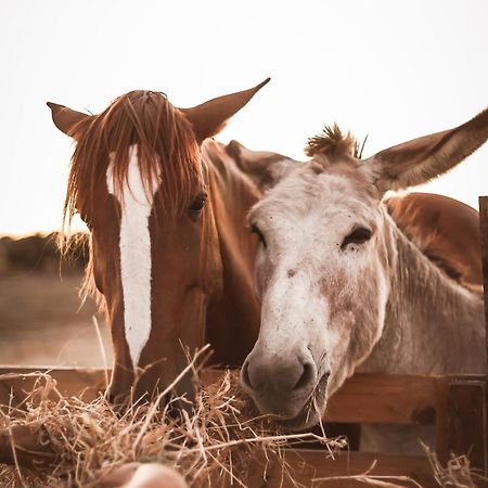 Quinta Das Cacadoras - Animal Lovers Only بالميلا المظهر الخارجي الصورة